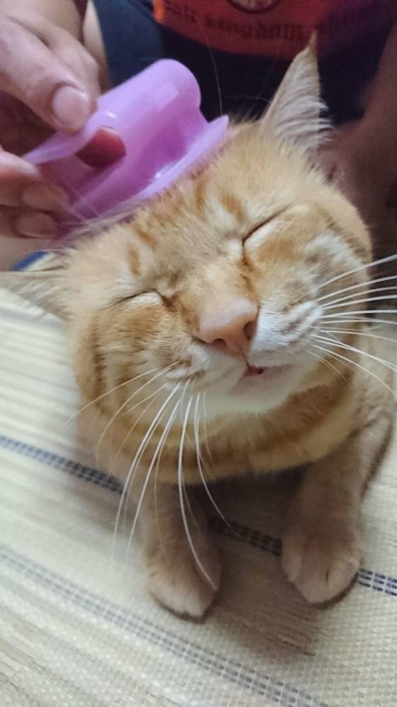 ブラッシングが気持ちよさそうな猫