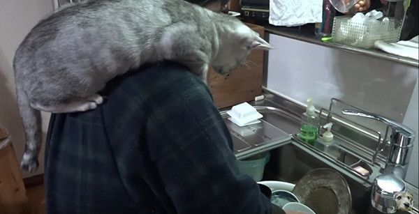 肩に乗る猫