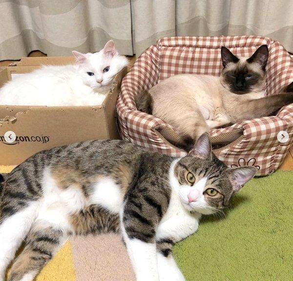 元保護猫・風ちゃん・ルルちゃん・音ちゃん