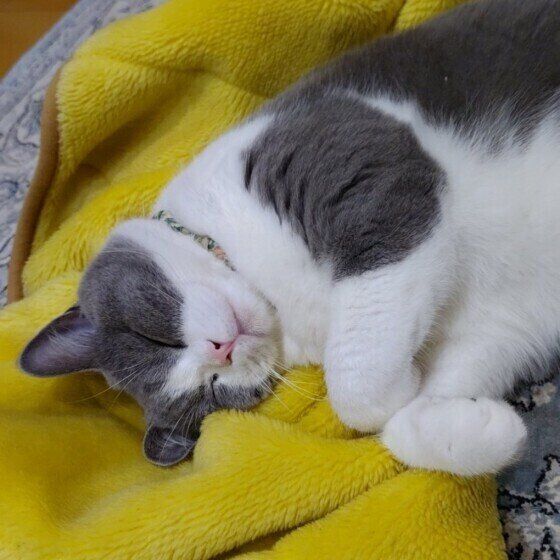 スコティッシュフォールドのランくん