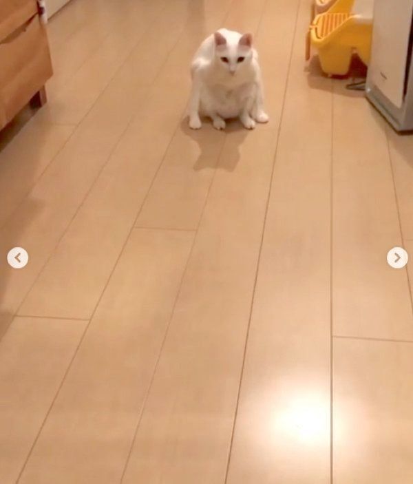 変な座り方をする白猫