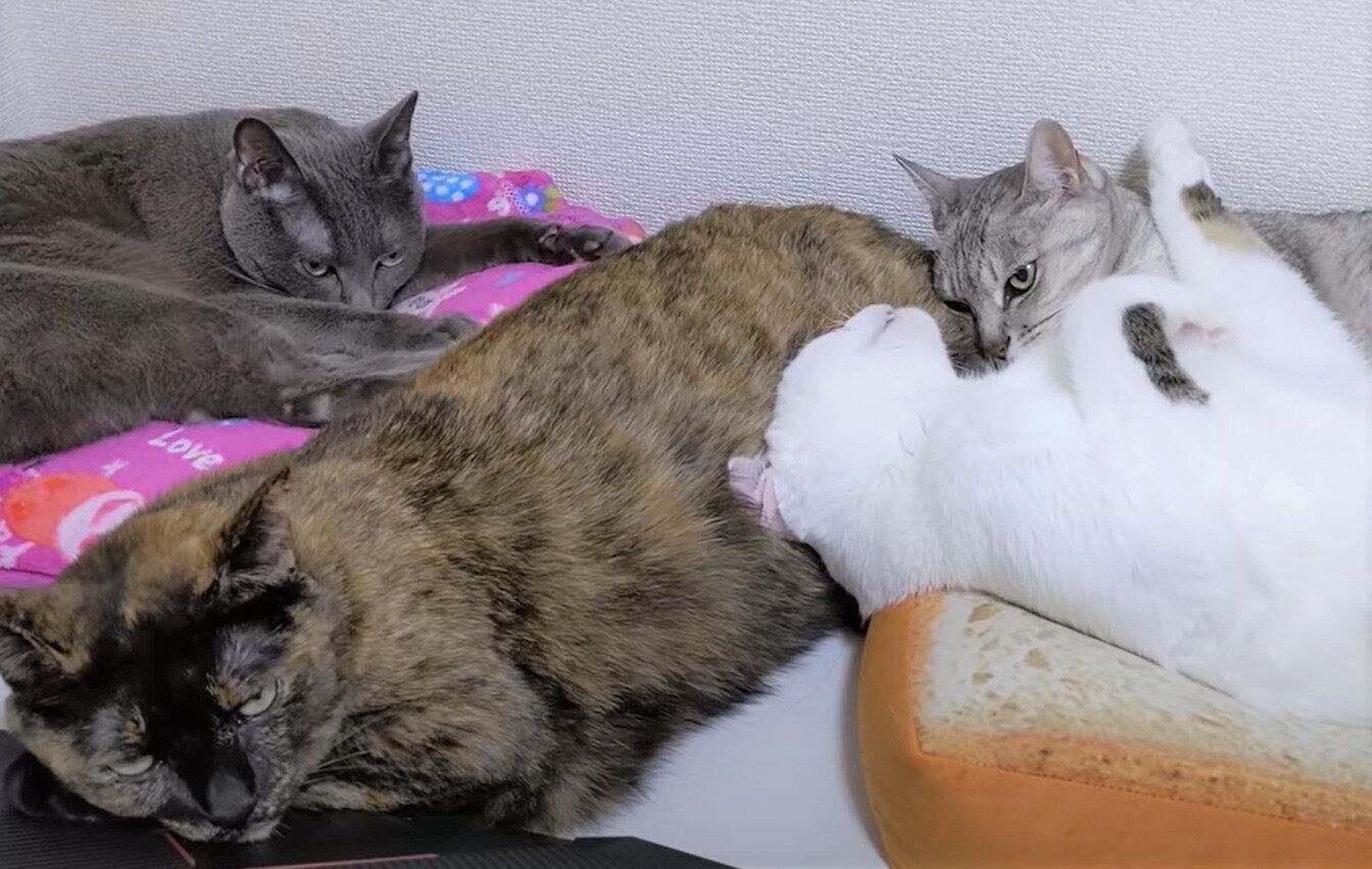 お昼寝する4匹の猫