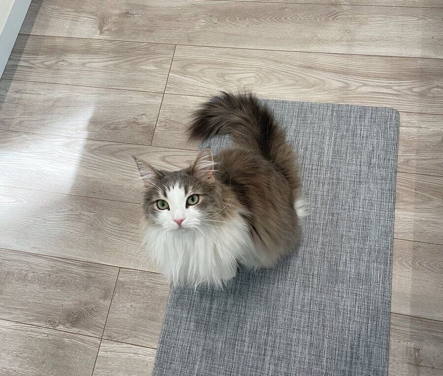 別の日にキッチンで甘えるララちゃん