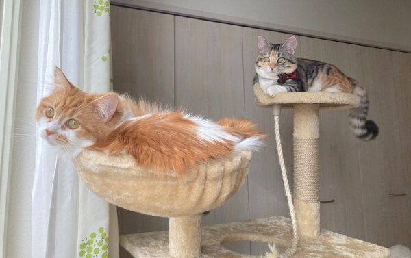 ニャルソック中のメープルちゃんとショコラちゃん