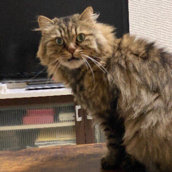 キジトラのあんずくん