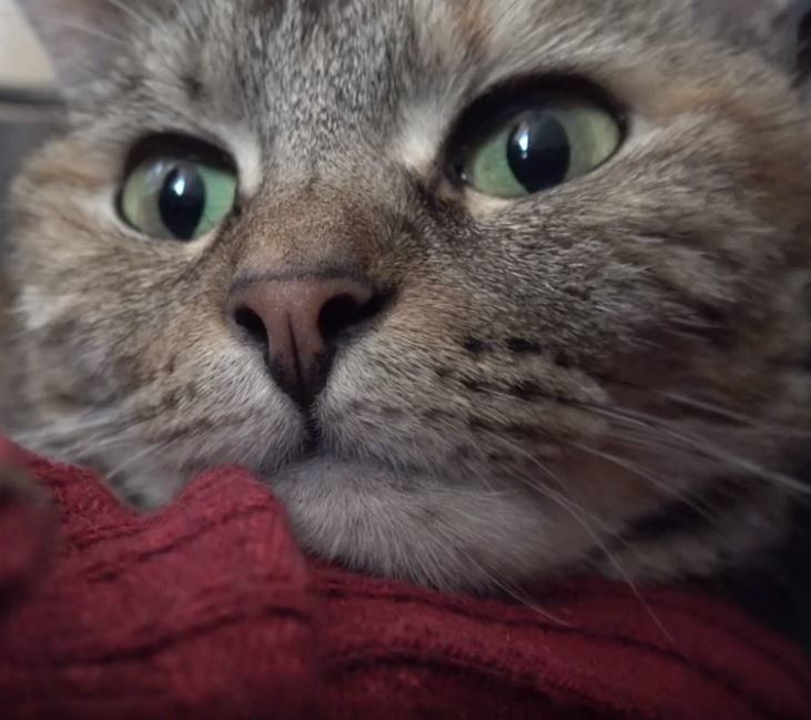 猫のラッキーちゃん