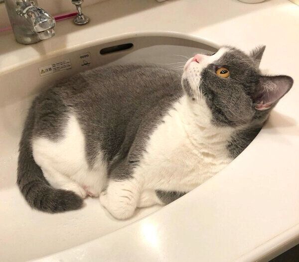 洗面台を占拠するドラ千代くん