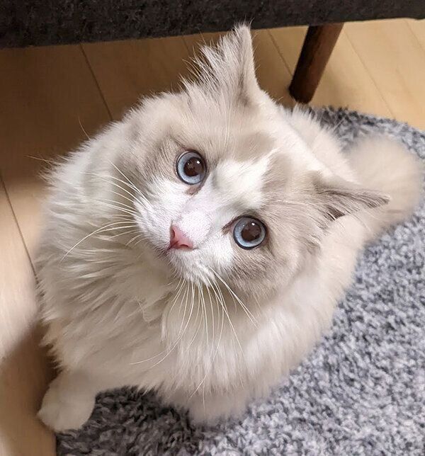 じっと見つめるぽかりくん