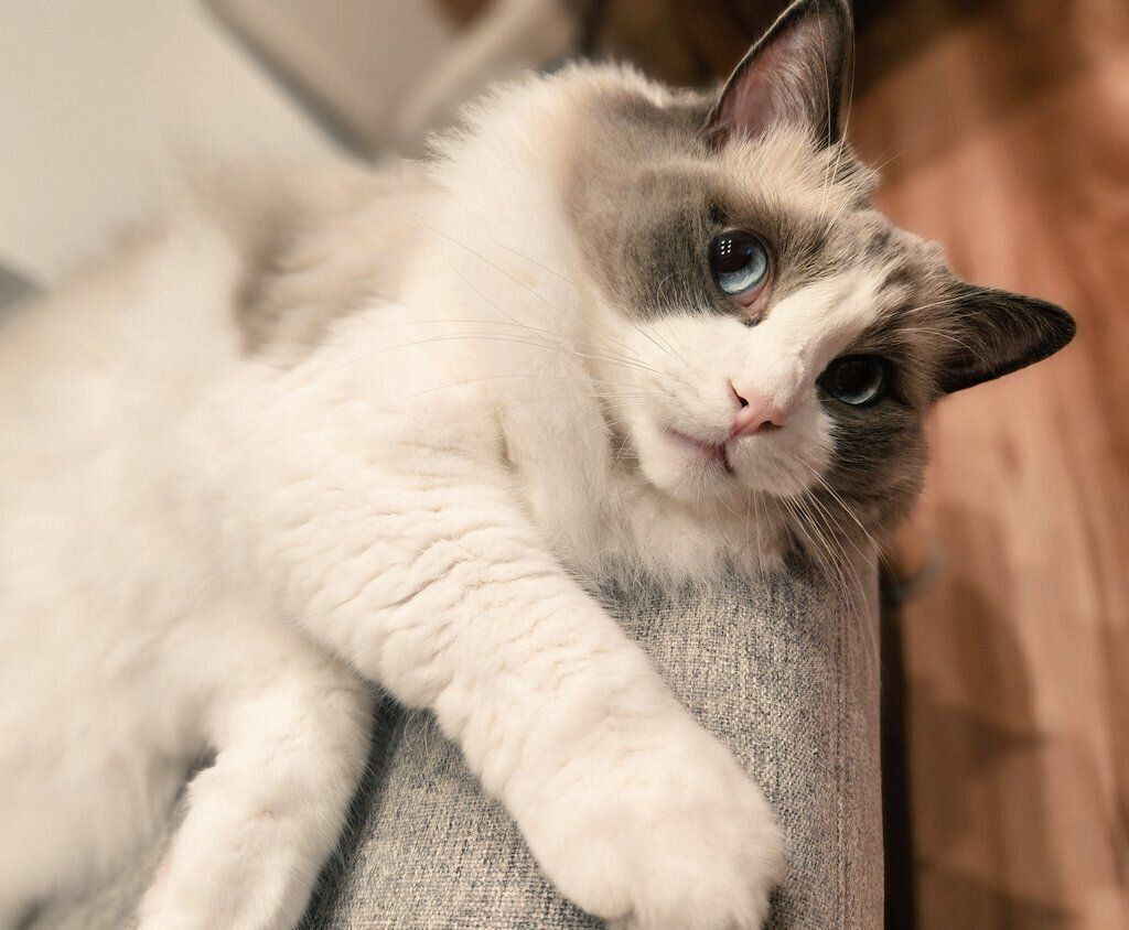 まったりするアオくん