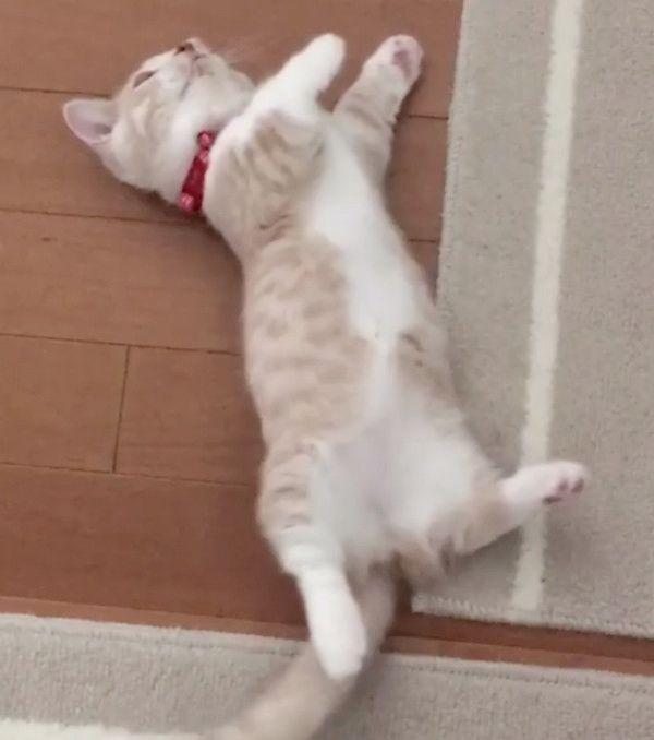 変身ポーズをする猫