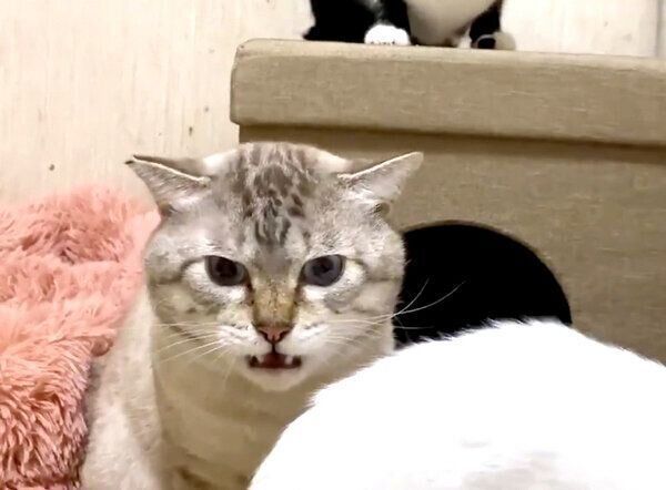 フレーメン反応をする銀汰ちゃん