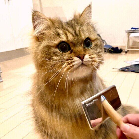 暑い夏は 猫の被毛対策として特別な事をする必要はある まずやりたい 猫のお手入れ とは ねこのきもちweb Magazine