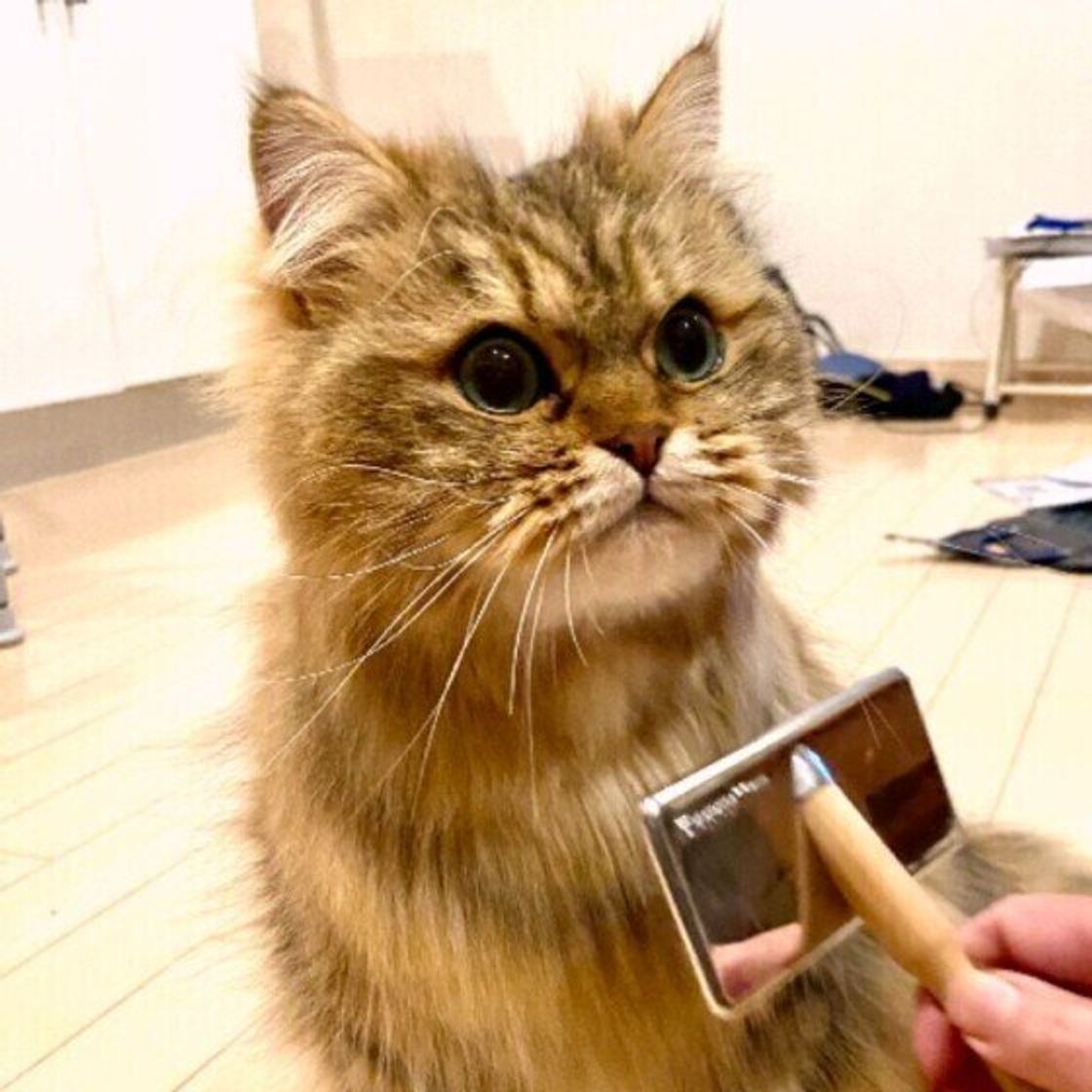 暑い夏は 猫の被毛対策として特別な事をする必要はある まずやりたい 猫のお手入れ とは ねこのきもちweb Magazine 暑い夏は 猫の被毛対策として特別な事をする必要はある まずやりたい 猫のお手入れ とは ねこのきもちweb Magazine