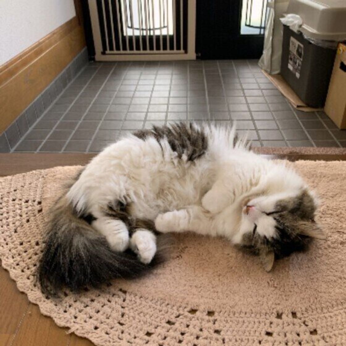 完全室内飼いでも事故は起こる 猫にお留守番をさせるときに気を付けること ねこのきもちweb Magazine 完全室内飼いでも事故は起こる 猫にお留守番をさせるときに気を付けること ねこのきもちweb Magazine