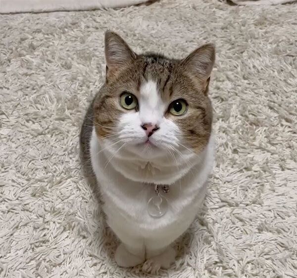 見つめるてんくん