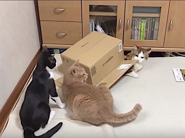 ヤドカリにゃんこ