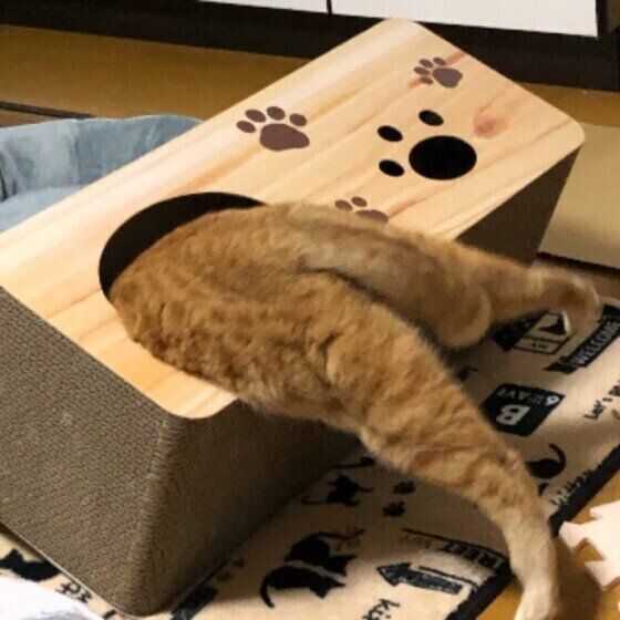 おもしろい体勢の茶トラ