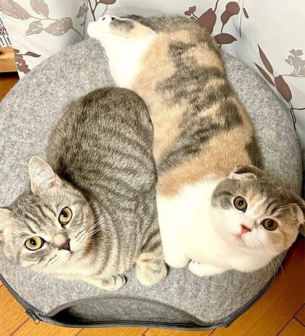 母猫・すみれちゃんと、娘のういちゃん