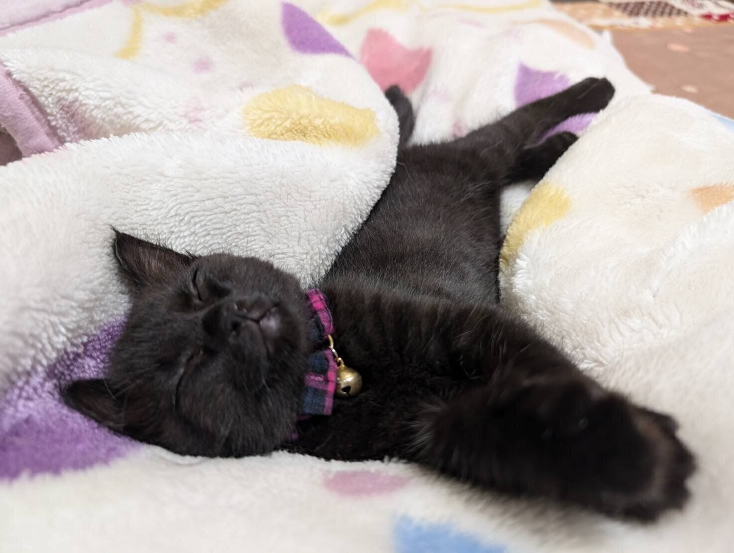 お迎えしたばかりのころのハロちゃん