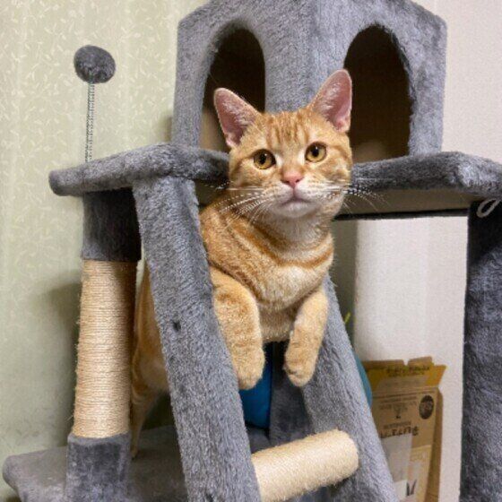 アメリカンショートヘアの一番くん