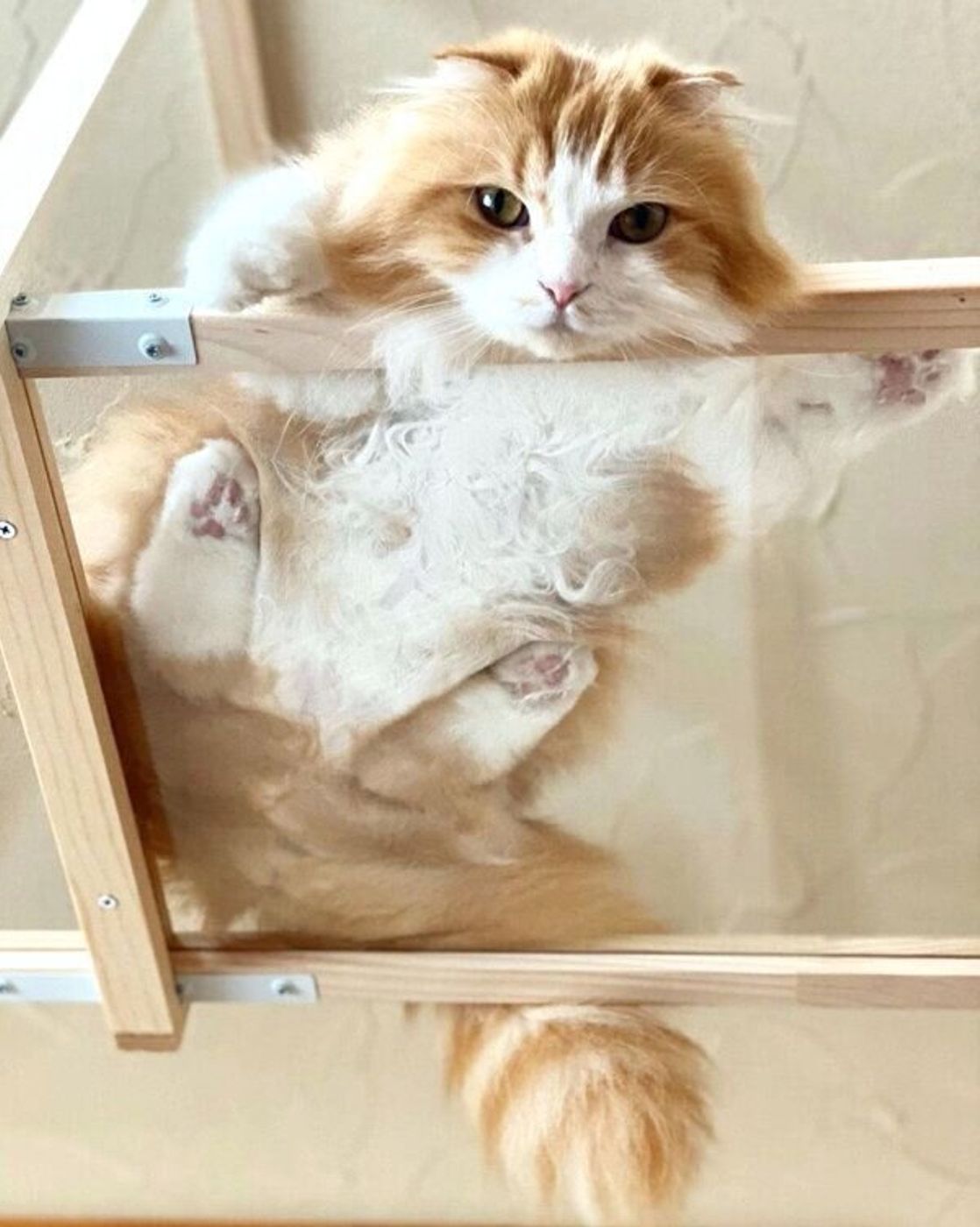 簡単に愛猫の採尿ができるグッズがほしい と自ら制作 開発までのストーリーを猫飼いさんに聞いた ねこのきもちweb Magazine 簡単に愛猫の採尿ができるグッズがほしい と自ら制作 開発までのストーリーを猫飼いさんに聞いた ねこのきもちweb Magazine
