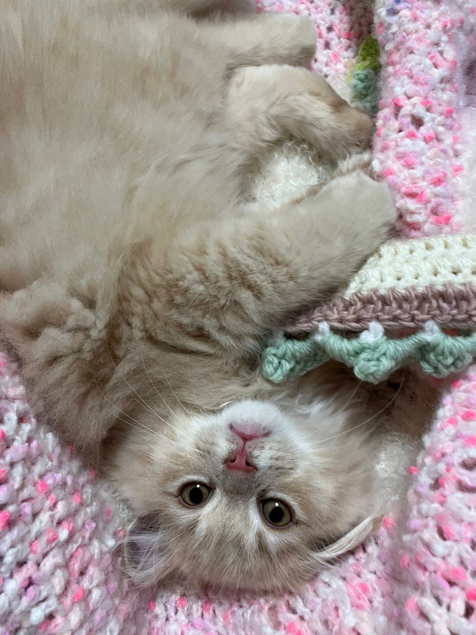 飼い主を見るマンチカンの子猫