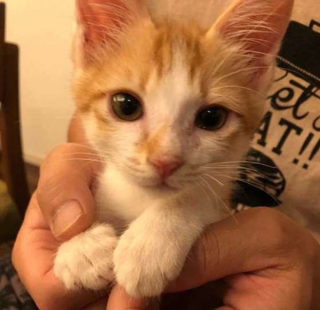 猫に抱っこ好きになってもらいたい 3つのポイントを解説 ねこのきもちweb Magazine 猫に抱っこ好きになってもらいたい 3つのポイントを解説 ねこのきもちweb Magazine