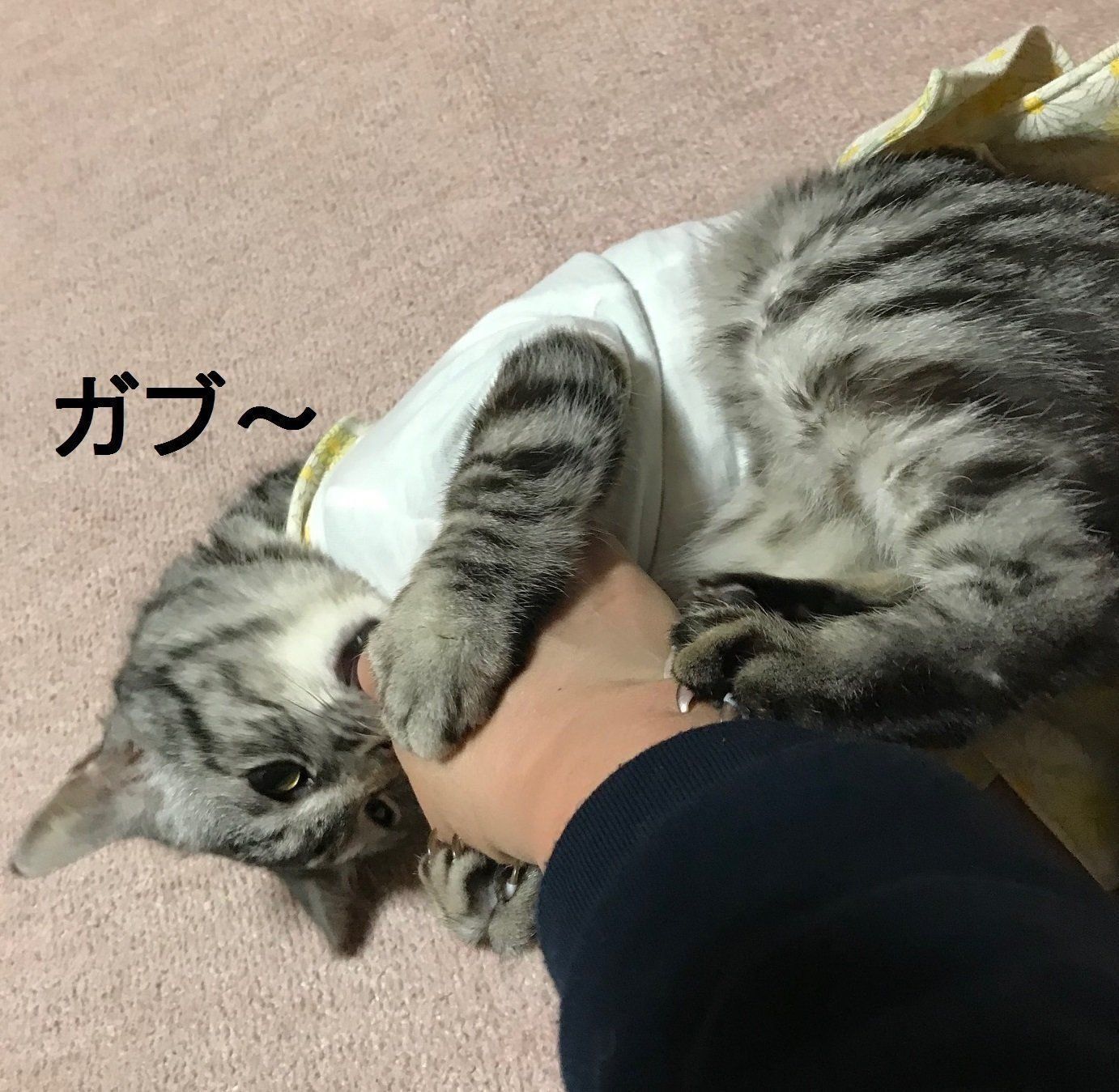 画像／ねこのきもち2019年８月号『猫よ、すんのかい　せんのかい　せーへんのかいっ！』