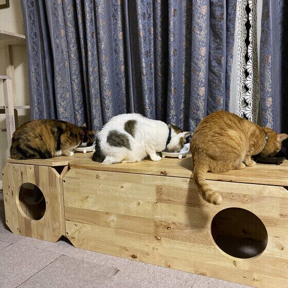 Mix（キジトラ）のにゃあたくんたち♪