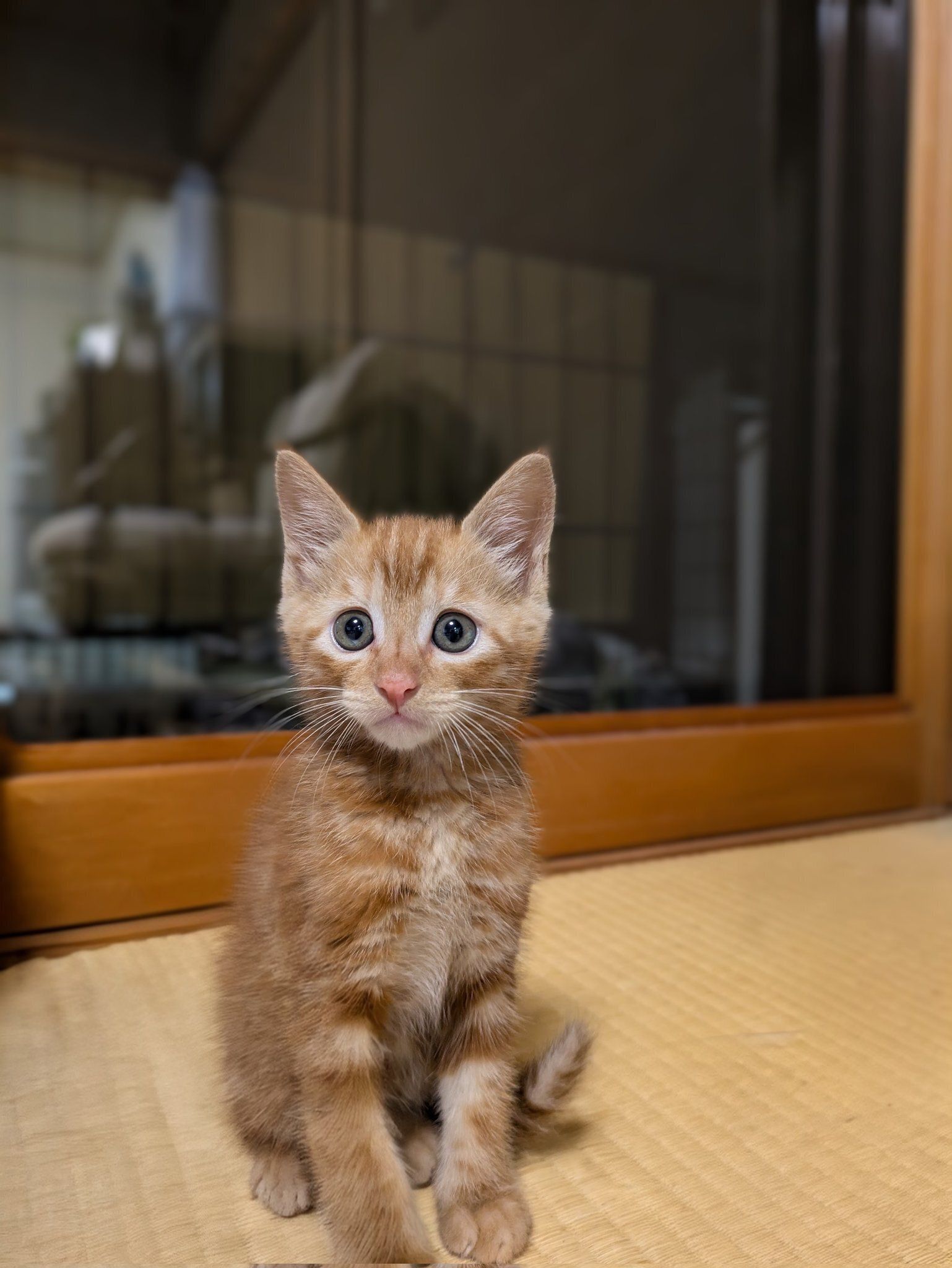座っている生後2カ月の猫