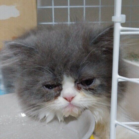 あごを濡らしているエキゾチックショートヘア