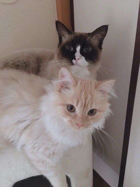 二匹の猫
