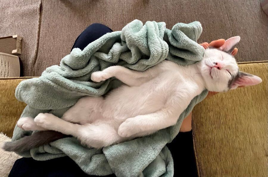 生後3カ月頃のトルテくん