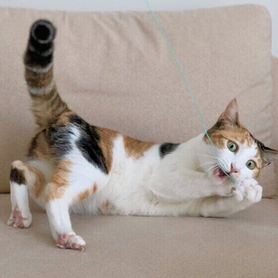 夢中で遊んでいるつばきちゃん