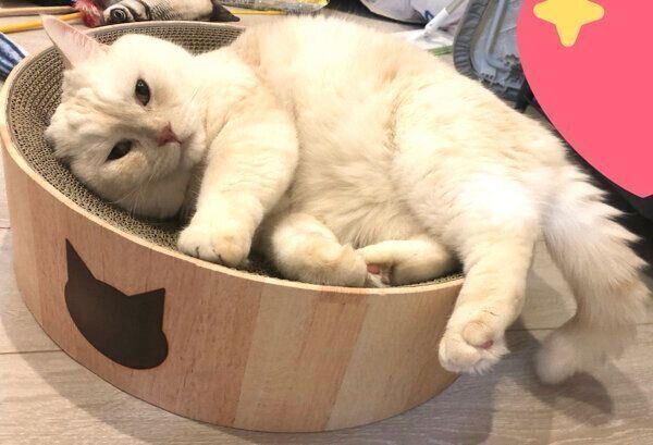 バリバリボウルでくつろぐこてつくん