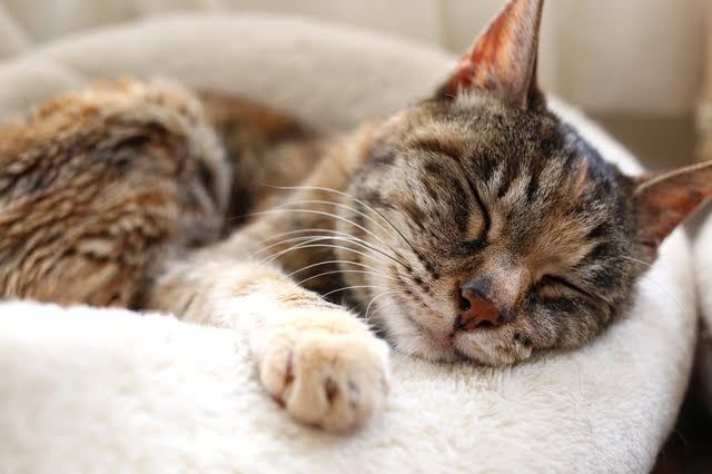 猫ベッドで眠る猫