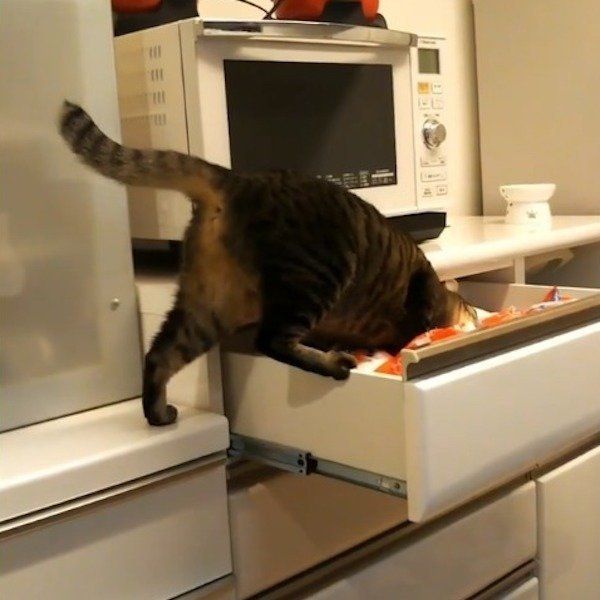 引き出しを開けるニャンコ