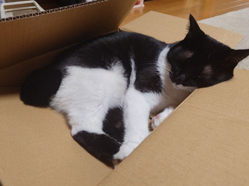 段ボールの中に入っている猫