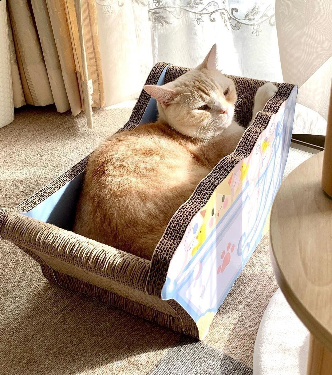 スコッティシュフォールドのみつおちゃん