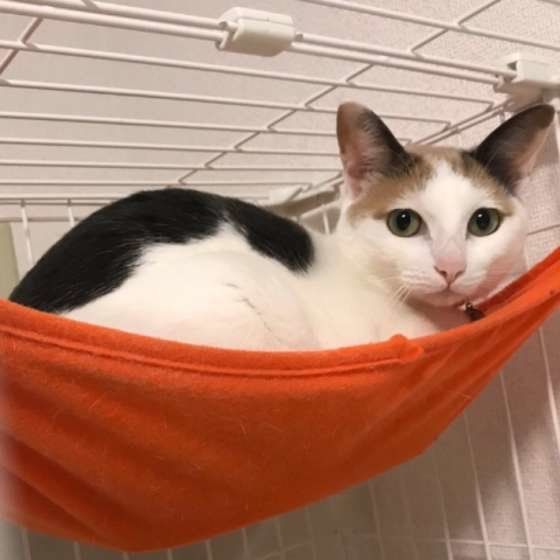 ケージでくつろぐ三毛猫