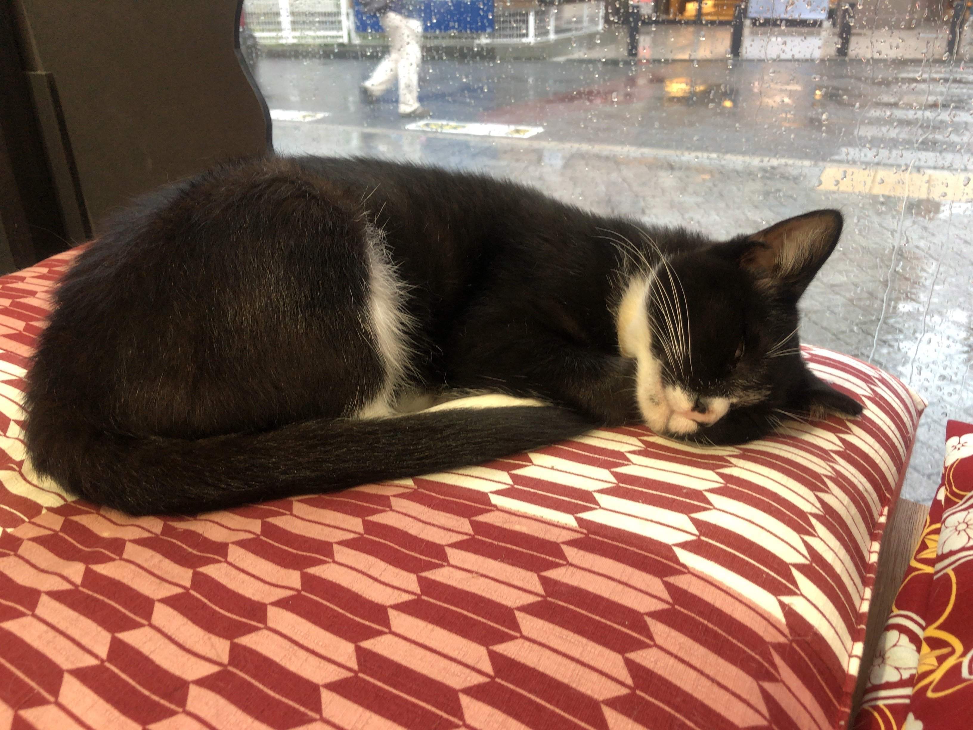 すやすや猫ちゃん