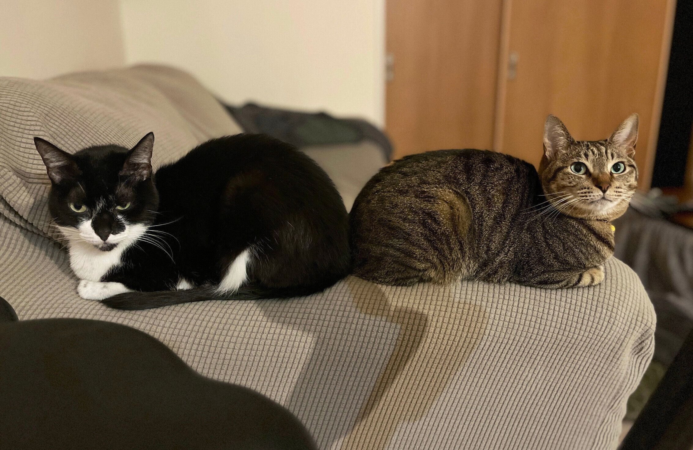 くつろぐカン吉くん、ふれあくん