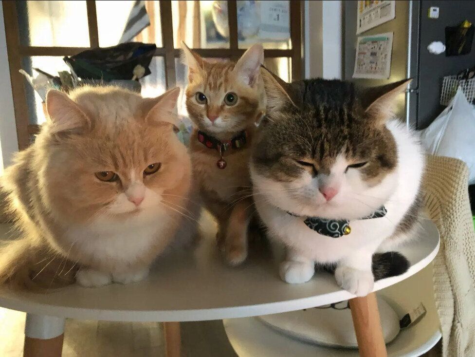 保護子猫と2匹のマンチカン