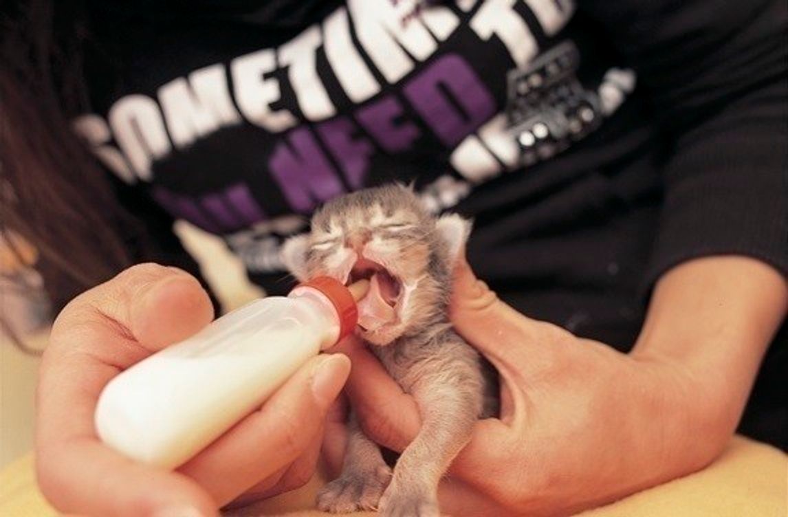 獣医師監修 授乳期の子猫を迎えたら お世話の方法や必要なグッズを解説 ねこのきもちweb Magazine 獣医師監修 授乳期の子猫を迎えたら お世話の方法や必要なグッズを解説 ねこのきもちweb Magazine