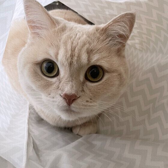 マンチカンのむぎちゃん