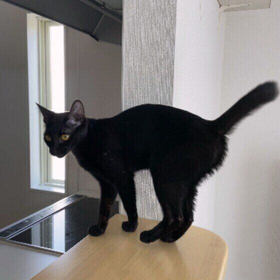 黒MIXのあんこ♀