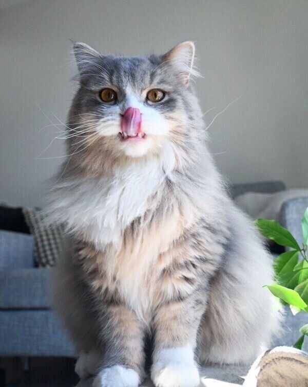 舌をペロッとする翠くん