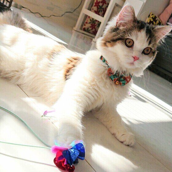 遊ぶスコティッシュフォールド