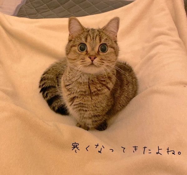 飼い主さんをあたためにやってくるきなこちゃん