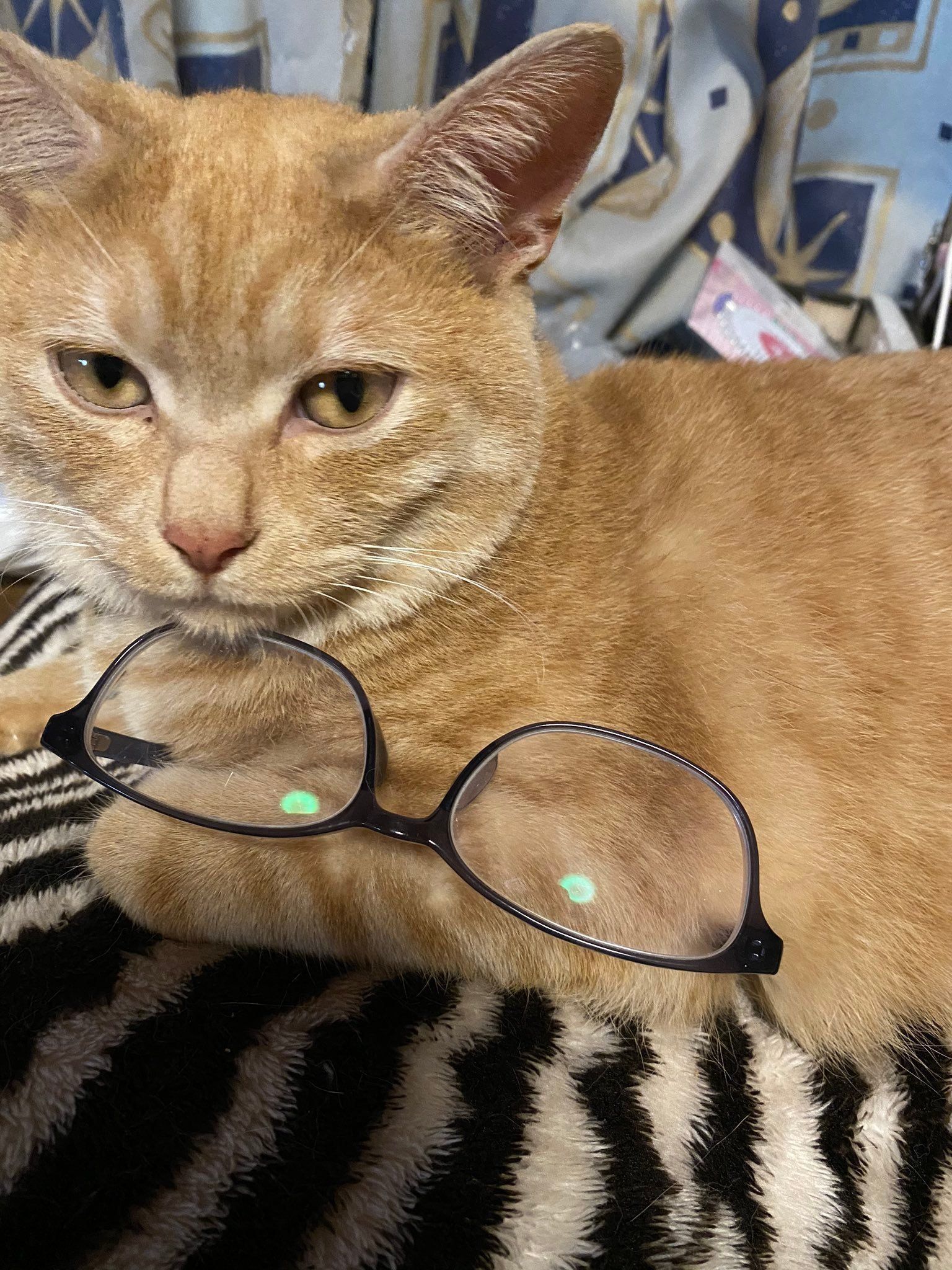 メガネを抱える茶トラ猫